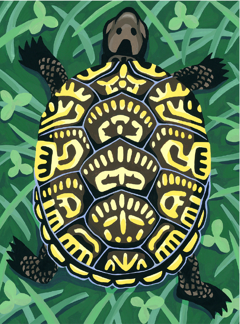 Box Turtle - Card