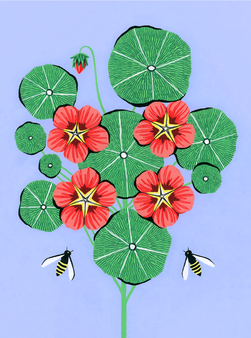 Nasturtium - Card