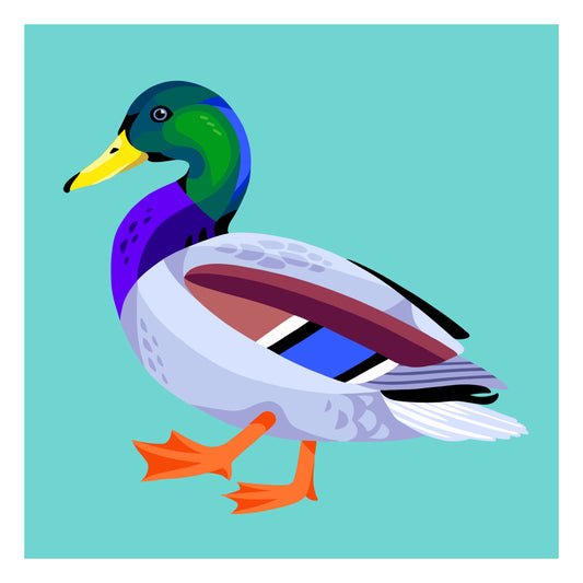 Mallard Duck - Art Print