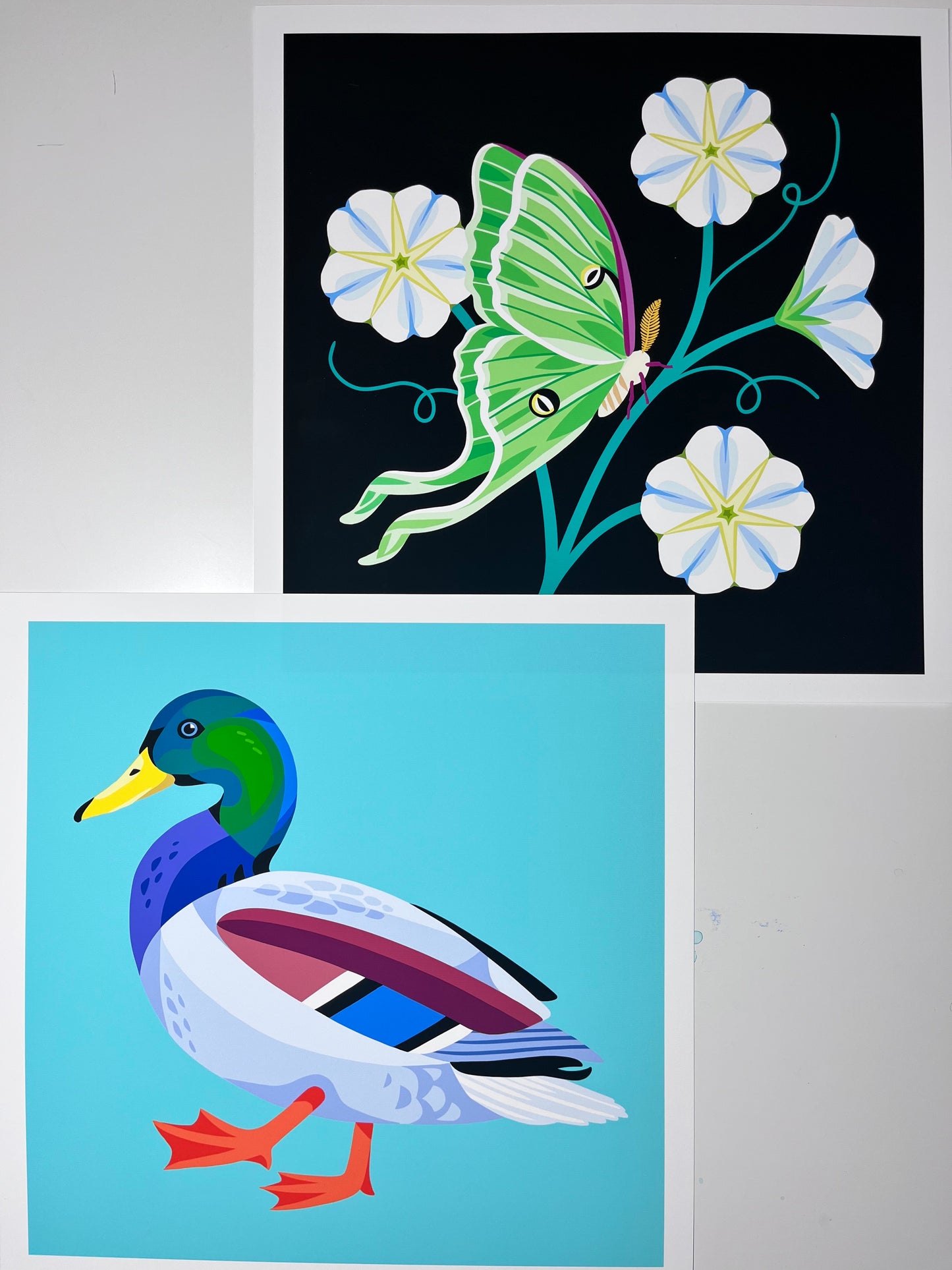 Mallard Duck - Art Print