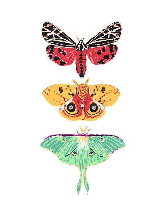 Moth Trio - Art Print