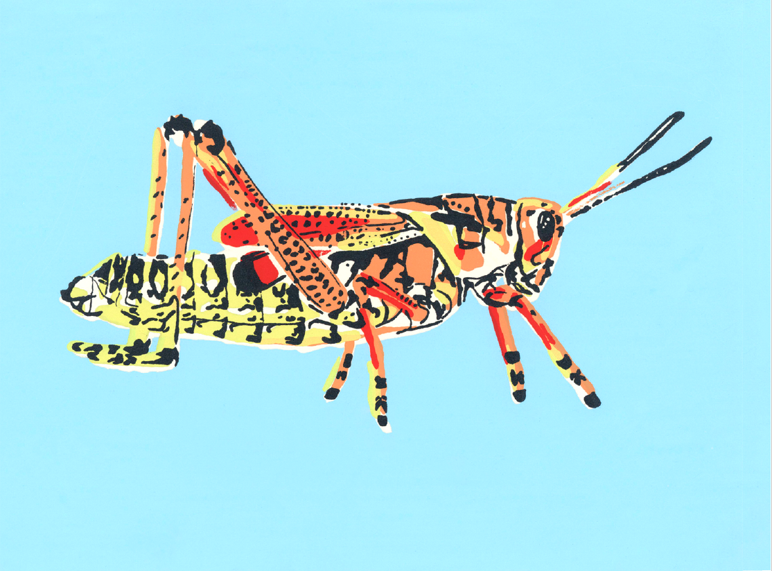 Grasshopper - Card