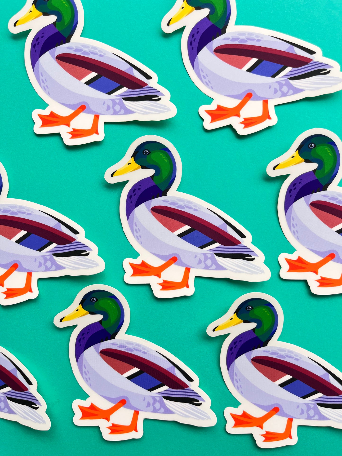 Mallard Duck Sticker