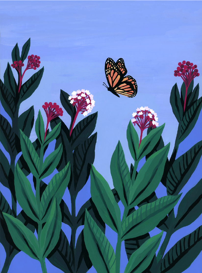 Monarch Milkweed - Card