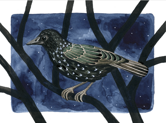Starling - Card