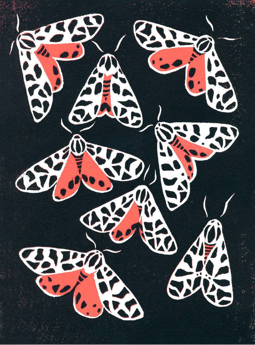 Tiger Moth - Card